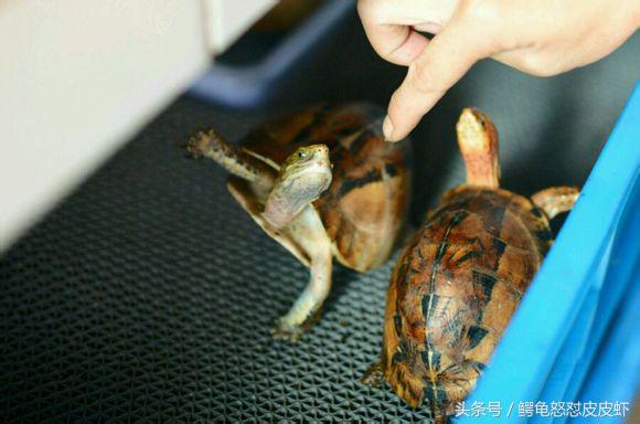各种宠物龟饲养方法大全,宠物龟超容易养活饲养指南多图