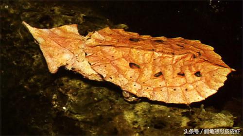 各种宠物龟饲养方法大全,宠物龟超容易养活饲养指南多图