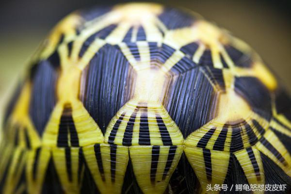 各种宠物龟饲养方法大全,宠物龟超容易养活饲养指南多图