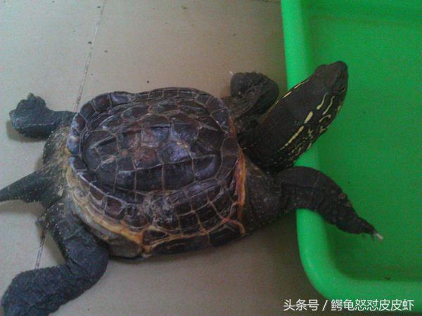 各种宠物龟饲养方法大全,宠物龟超容易养活饲养指南多图