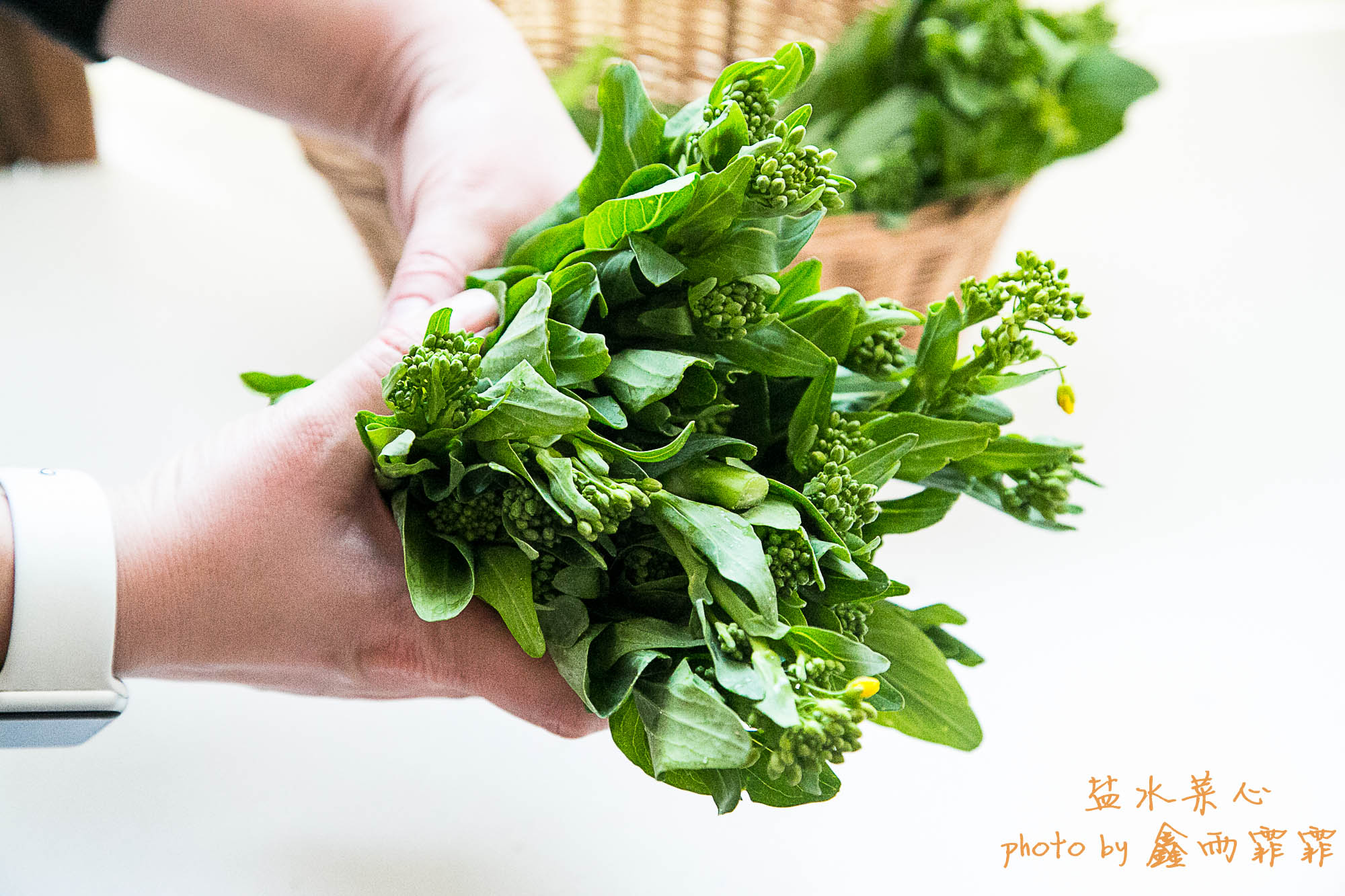 青菜怎样焯水不变黄,种的青菜刚出来就发黄什么原因