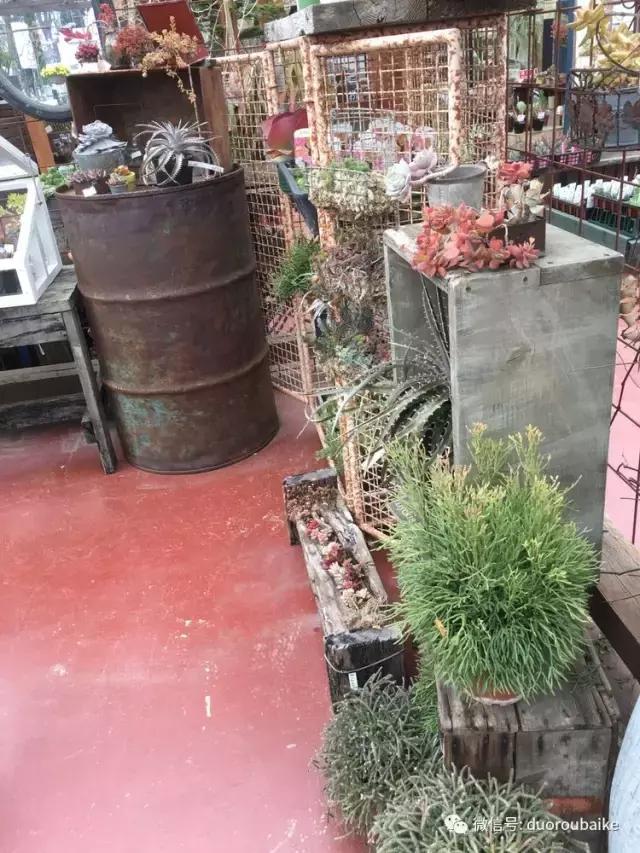 走进多肉园视频,走进日本的南瓜种植