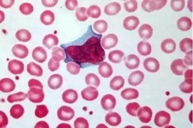 外周血细胞涂片的正常值,外周血细胞分析多长时间出结果