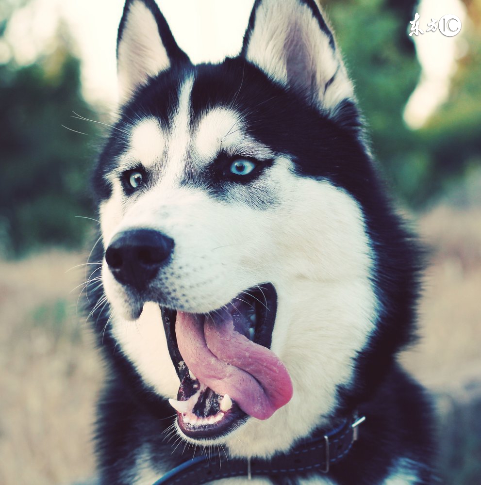 这只股票走势好,是哪支股