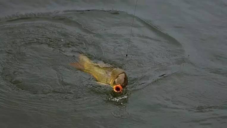 解决小鱼闹窝的最好办法,钓鱼总是有小鱼闹窝怎么解决