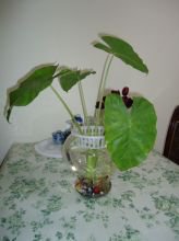 盆栽植物怎样预防死,家里什么植物最好养活不会死