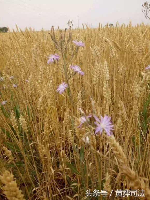 爱家乡的感受,爱家乡的美食美景