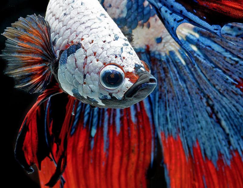 你的星座和生肖配对,你的星座和你的属相是什么