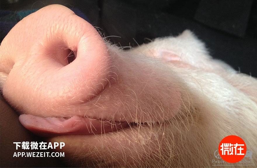 可以当宠物养的猪,猪当宠物养