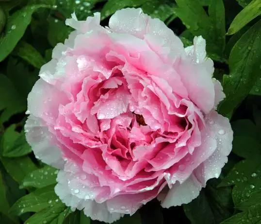 牡丹籽油对脑梗有好处吗,牡丹籽油真能提高记忆力吗