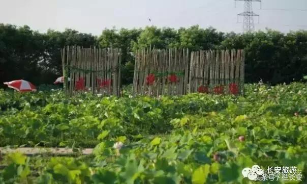 东莞长安有什么好玩的景点,东莞长安景点哪个值得去