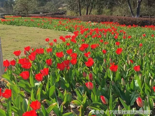 花讯播报泡汤赏花SPA住客房,只在南苑花博园!