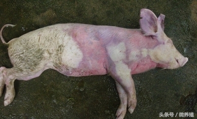 育肥猪身上发紫怎么治疗最好,育肥猪皮肤发红怎么回事怎么治疗