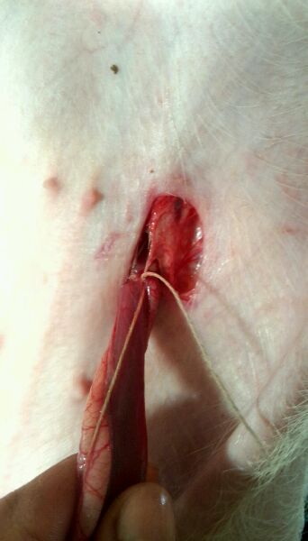 仔猪疝气怎样辨别,割仔猪疝气的正确方法