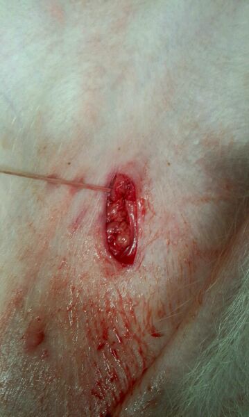 仔猪疝气怎样辨别,割仔猪疝气的正确方法