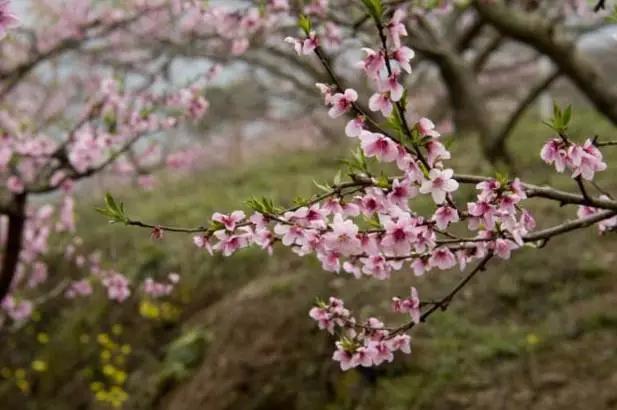 成都春季爬山踏青赏花一日游,成都周边踏青二日游自驾游
