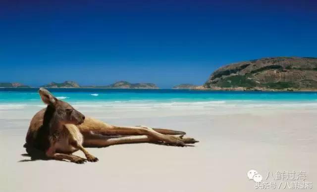 澳洲海鲜什么值得推荐,去澳大利亚可以带的食品有哪些