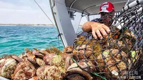 澳洲海鲜什么值得推荐,去澳大利亚可以带的食品有哪些