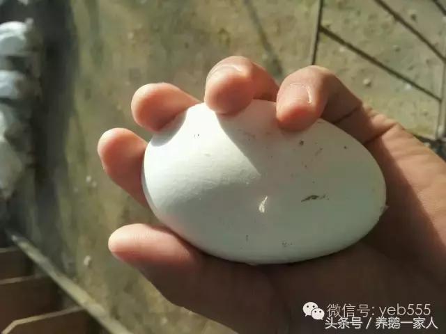 鹅蛋孕妇吃可以防治黄疸吗,孕妇能吃鹅蛋的好处和坏处