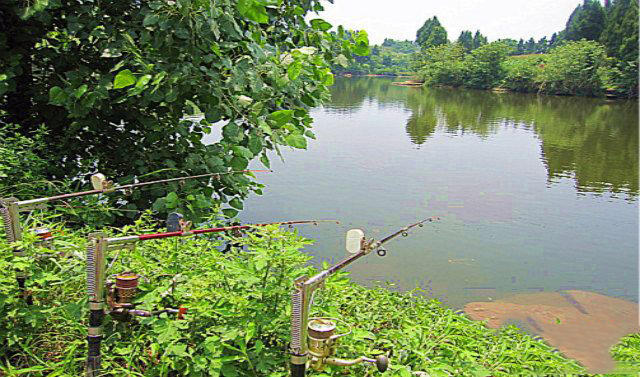 老钓鱼人经验,野钓鲶鱼技巧和方法