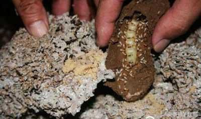 老大爷家里的“闹鬼凶手”,藏在墙壁里四十年,身材肥大