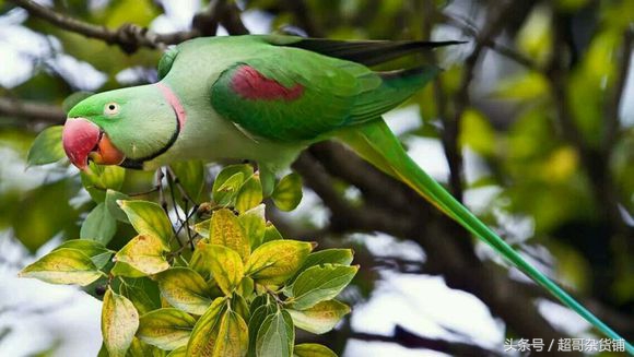 亚历山大鹦鹉的说话视频,亚历山大鹦鹉有分大小体吗