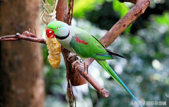 亚历山大鹦鹉的说话视频,亚历山大鹦鹉有分大小体吗