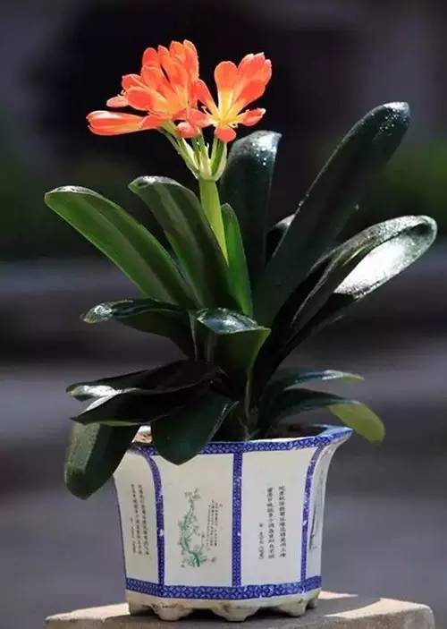 家有萌宠专治各种动物,家有萌宠专治什么病