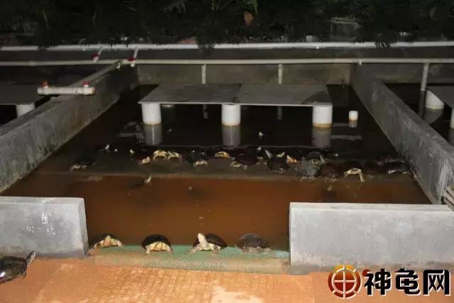 南石种龟一个平方可以养多少只,南石种龟是半水还是全水