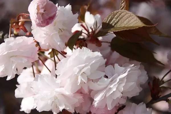 樱花限定款,一起粉出少女味|时令