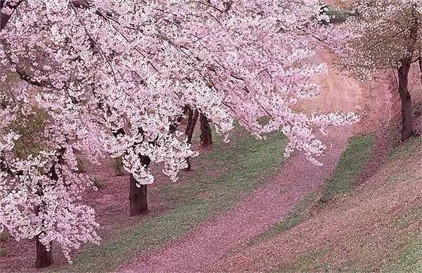 樱花限定款,一起粉出少女味|时令