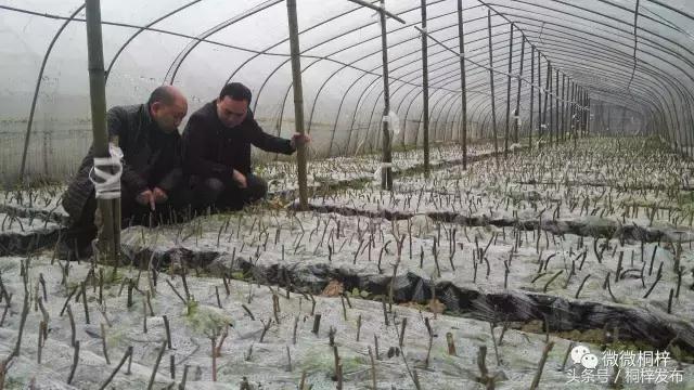 桐梓九坝红豆杉树,桐梓九坝红豆杉