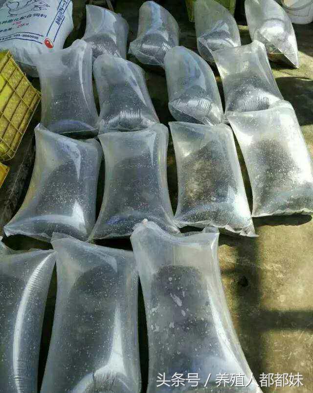 泥鳅苗和养殖技术哪里提供,泥鳅苗养殖推荐