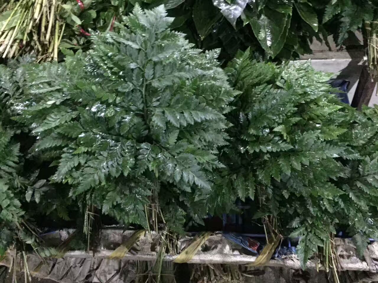 看了这些图,下次去花店你就能把花店里的花花草草叫出名字来了!