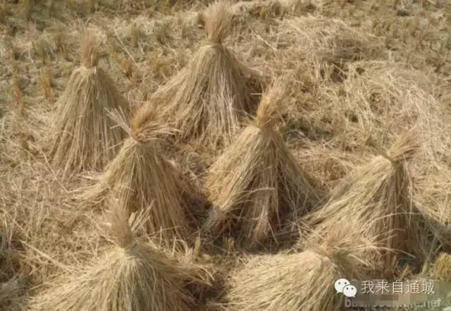 农村这些农活，做过5个的顶起，特别是第七个！