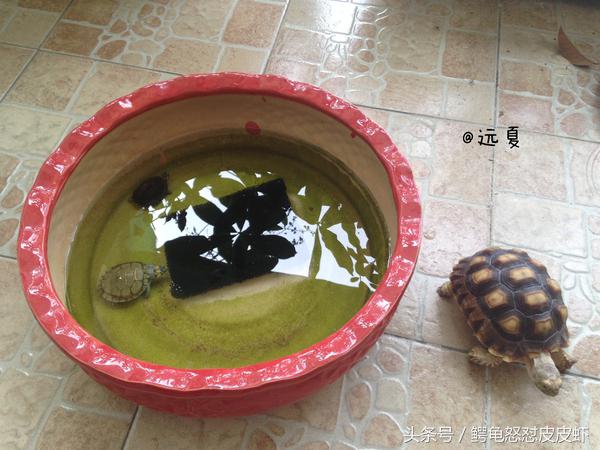 各种宠物龟饲养方法大全,宠物龟超容易养活饲养指南多图