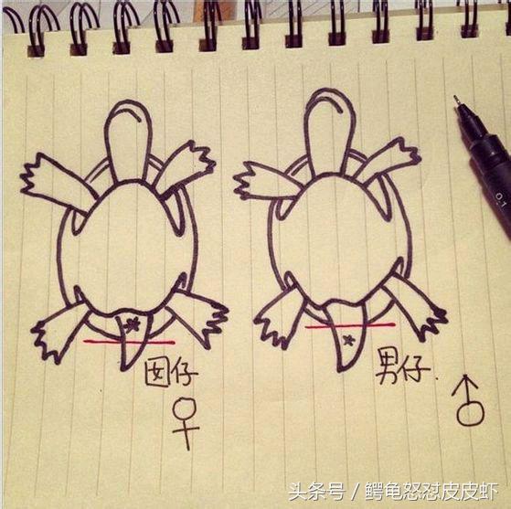 各种宠物龟饲养方法大全,宠物龟超容易养活饲养指南多图