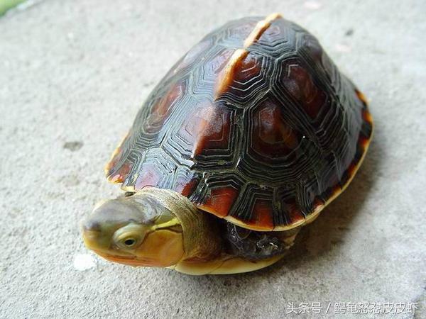 各种宠物龟饲养方法大全,宠物龟超容易养活饲养指南多图