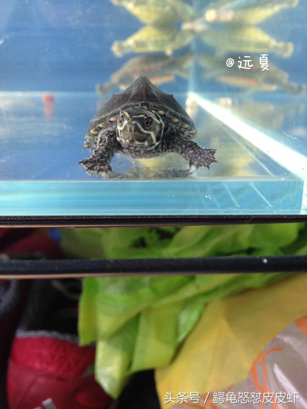各种宠物龟饲养方法大全,宠物龟超容易养活饲养指南多图