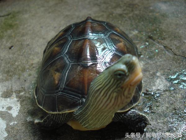 各种宠物龟饲养方法大全,宠物龟超容易养活饲养指南多图