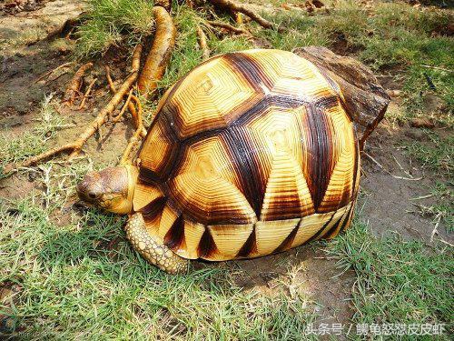 各种宠物龟饲养方法大全,宠物龟超容易养活饲养指南多图
