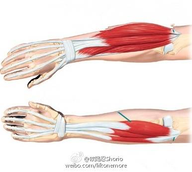 手腕臂力量训练,前臂力量训练动作大全