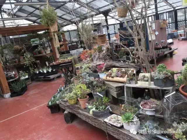 走进多肉园视频,走进日本的南瓜种植