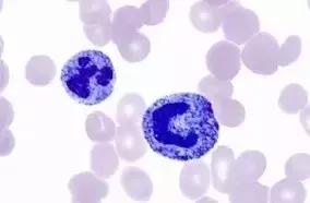 外周血细胞涂片的正常值,外周血细胞分析多长时间出结果