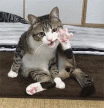 猫咪磕掉一点牙,猫咪磕掉半颗牙