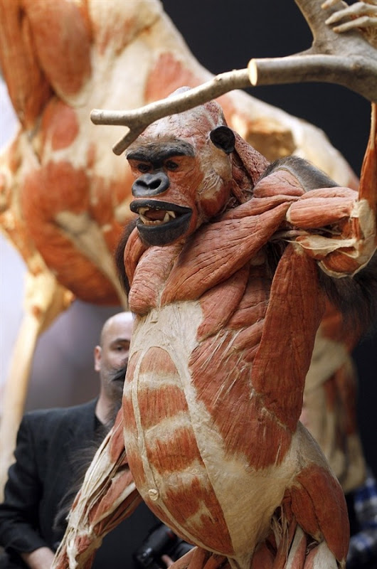 颇具争议、给人强烈视觉冲突的塑化动物