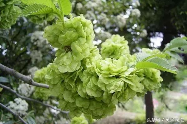 爱家乡的感受,爱家乡的美食美景