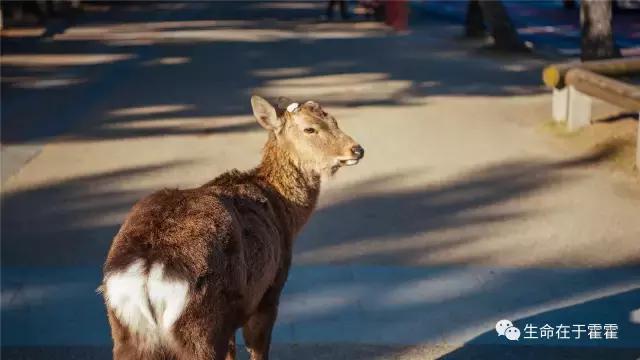 拉面 · 自动贩售机 · 雪｜云之彼岸的日本欢脱之旅