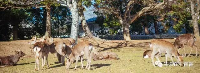 拉面 · 自动贩售机 · 雪｜云之彼岸的日本欢脱之旅