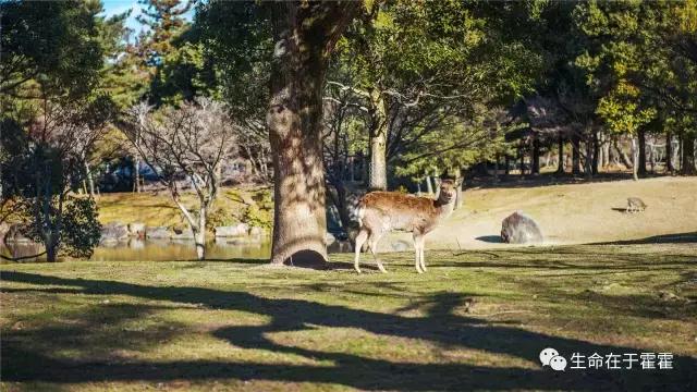拉面 · 自动贩售机 · 雪｜云之彼岸的日本欢脱之旅